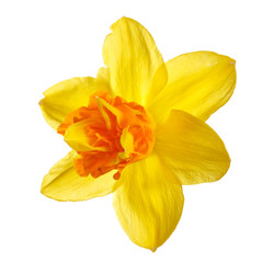 Bright yellow-orange daffodil flower isolated on white background.