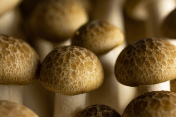 Lot of whole fresh brown buna shimeji mushroom isolated