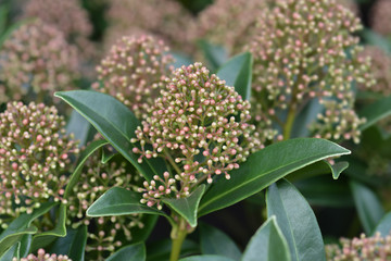 Skimmia Marlot flower in garden