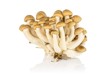 Lot of whole fresh brown buna shimeji mushroom in cluster isolated on white background