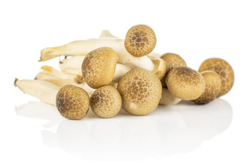 Fototapeta na wymiar Lot of whole fresh brown buna shimeji mushroom in one group isolated on white background