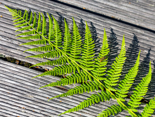 Fern leaf on wooden boards.