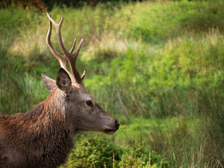 Hirsch