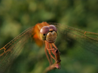 dragonfly on leaf