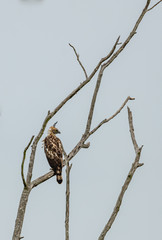 hawk eagle on a branch, Nisaetus cirrhatus