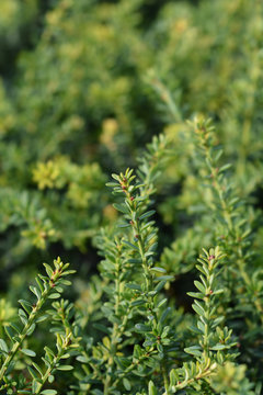 branch of a Tasmanian podocarp Blue Gem