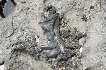 Fossils found in sedimentary rocks such as shale, sandstone or limestone.