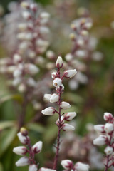 flowers of a Japanese pieris Bonfire