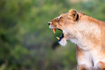 Lioness portrait with opened mouth in the Masai Mara national park, Kenya. Animal wildlife