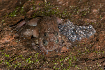 Nyctibatrachus Species in Amplexes seen at Matheran, Maharashtra, India
