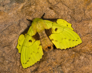 Lappet Moth, Family Lasiocampidae, Meghalaya, India