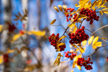 Red mountain ash and blue sky. Rowan branch with orange leaves and red berries in autumn day against a blue sky