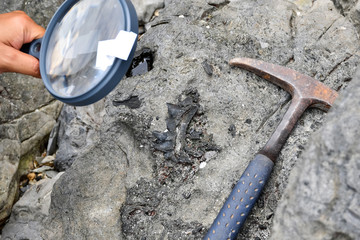 Archaeologists are using tools and equipment to explore fossils found in sedimentary rocks