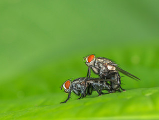 Housefly mating, Mumbai, Maharashtra, India