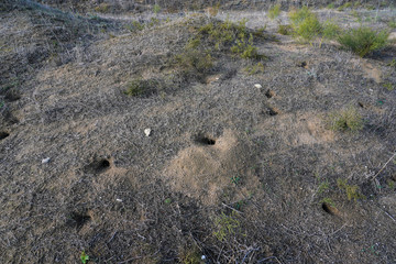 Burrow of a small steppe animal