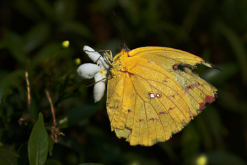 butterfly on leaf