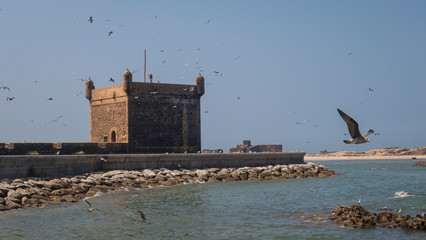 Essaouira ramparts and port by ocean with many gulls flying around.