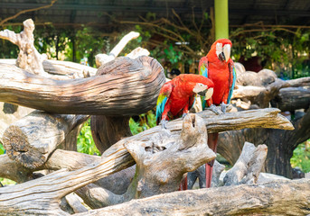 A couple of macaw.
