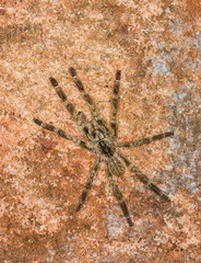 Yellow Thigh tarantula, Matheran, Maharashtra, India
