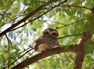 a spotted owlet perched on a tree branch