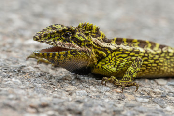 Japalura variegata, Lizard, Sikkim, India