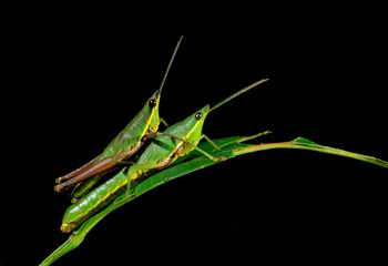 Grasshopper mating, Goa, india