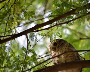 spotted owlet on a tree branch