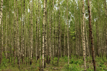 Obraz premium Summer day in a birch grove