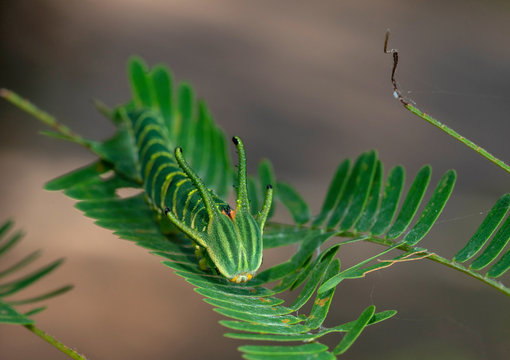 Common Nawab Caterpillar, Thane, Maharashtra, India