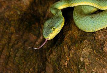 Bamboo Pit Viper Flicking tongue, Trimeresurus gramineus, Matheran, Maharashtra, India