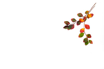 Branch of autumn leaves isolated on a white background. Flat lay. Copy space for seasonal promotions and discounts