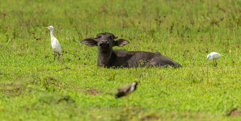 buffalo and white egrets in grass