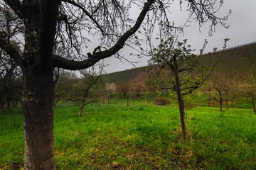 Trees next to the vineyards