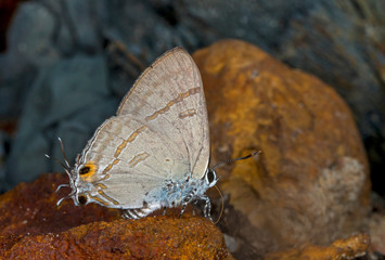 Common tit, Hypolycaena erylus, Butterfy, Garo Hills, Meghalaya, India