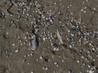 Muscheln am Strand