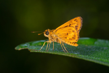 Oriens Sp, Butterfly, Garo hills, Meghalaya