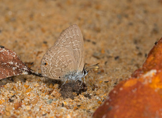 Common Ciliate Blue, Anthene emolus, Butterfly, Meghalaya, India