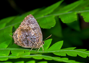 Aberrant Oakblue, Arhopala abseus, Butterfly, Garo hills, Meghalaya, India