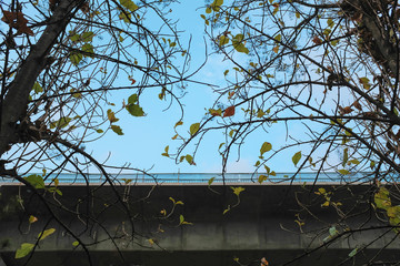 Branches of trees with a background of road construction