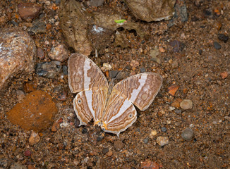 Marbeled Map Open Wing, Cyrestis cocles , Butterfly, Garo Hills, Meghalaya, India