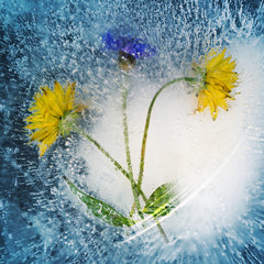 Dandelion flowers are ice-bound due to severe frost. Background for greeting card or banner.