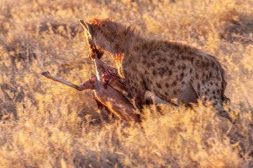 Close-up of a spotted Hyena - Crocuta crocuta- with a prey, seen during the golden hour of sunset...