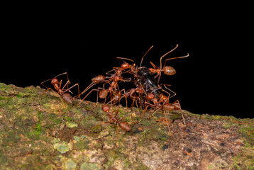 Ants carrying Kill, , Garo Hills, Meghalaya, India