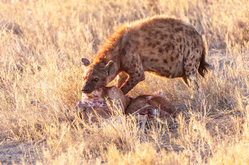 Close-up of a spotted Hyena - Crocuta crocuta- with a prey, seen during the golden hour of sunset in Etosha national Park, Namibia.
