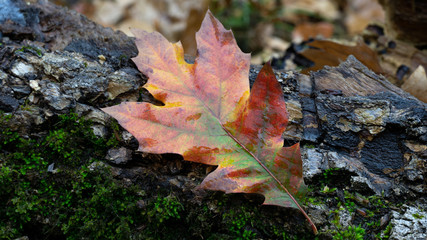 Close up of single colorful oak leaf on green moss plant morning autumn forest