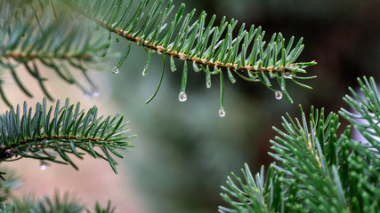 Morning water drop and rain droplets on pine tree in coniferous forest