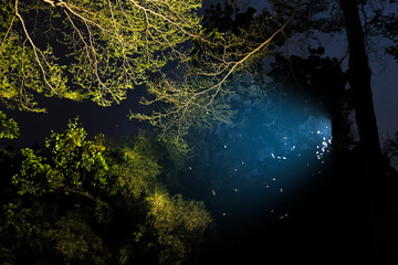 Insects flying towards the street lights