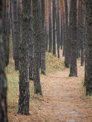 Naklejka premium Pine forest. slender tree trunks in the autumn forest