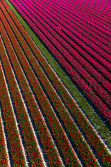 Aerial view of the tulip fields in North Holland , The Netherlands