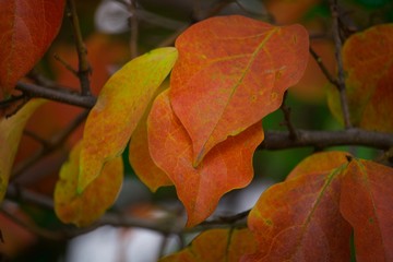 Chegada do outono com folhas de diversas cores nas árvores. Macro de folhas de dióspiro.